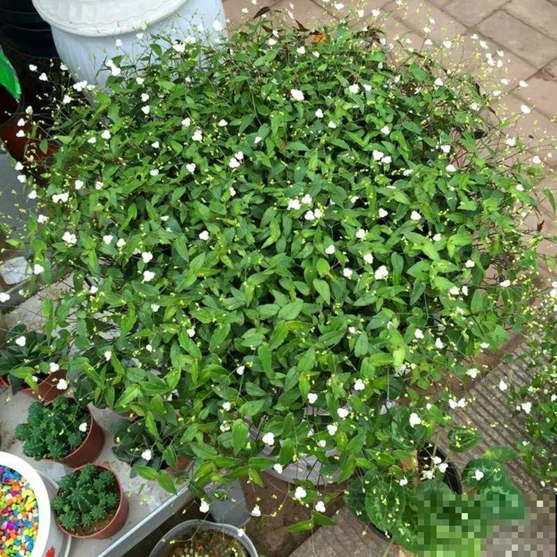 别养绿萝了，20种耐阴花，看一眼就喜欢上！