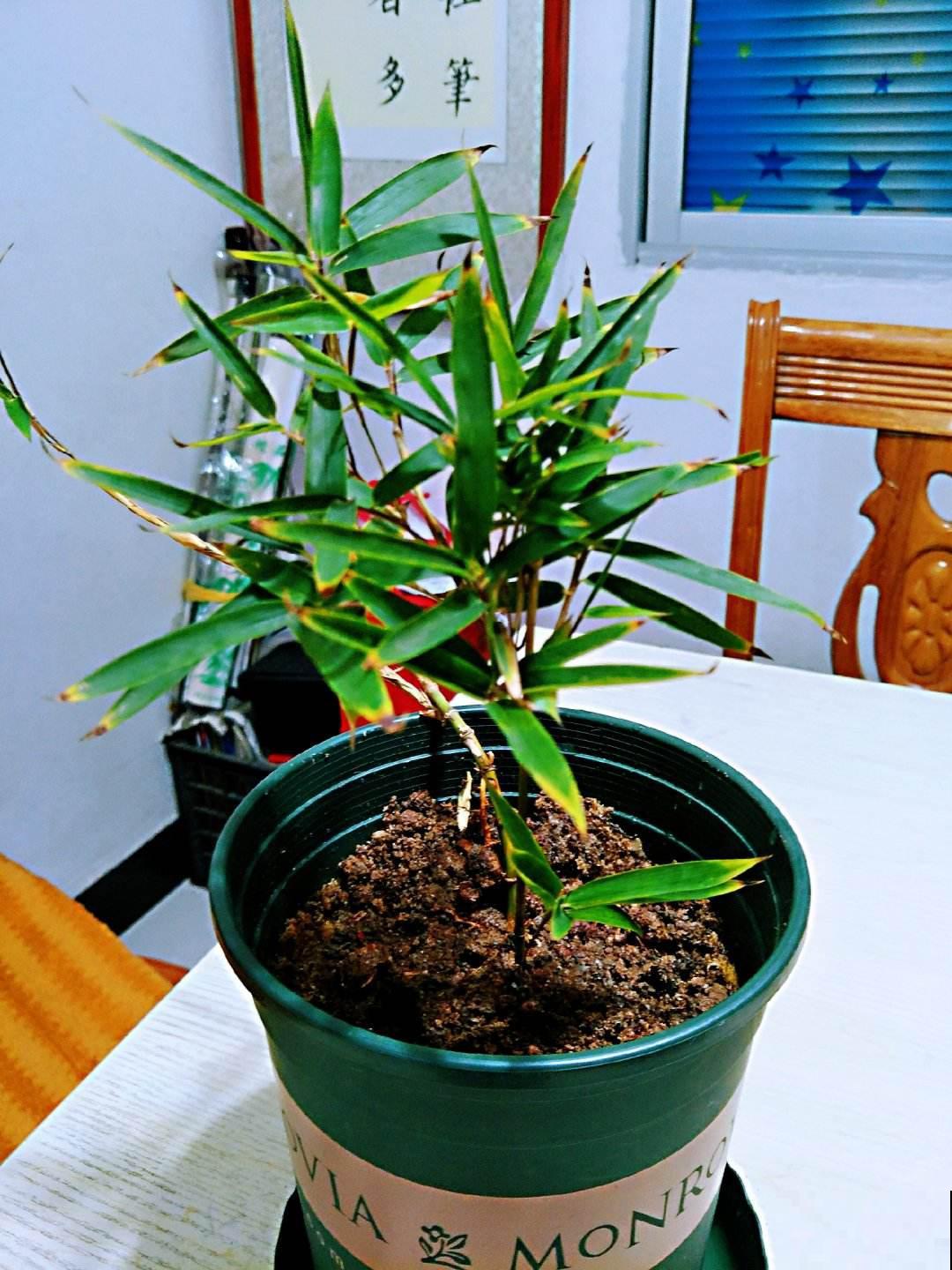 这种小粉末，是富贵竹烂根克星，喂它吃点几天就恢复如初！