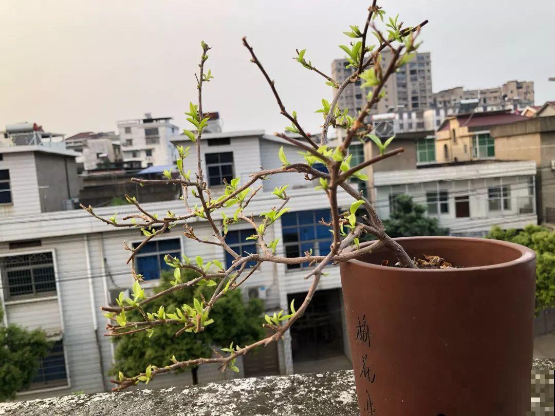 给花狠心剃光头，新芽呼呼冒，1年变老桩！
