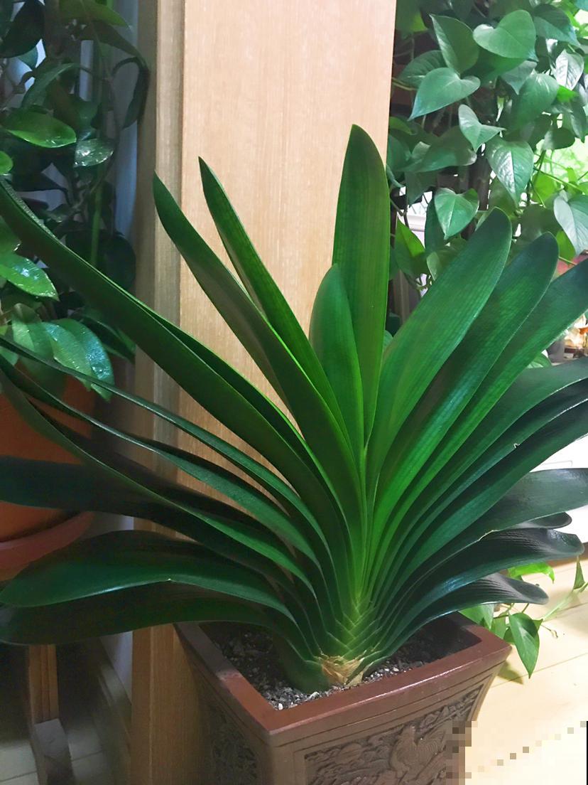 这花是个“老酒鬼”，给花喝一点，叶绿得直直滴油