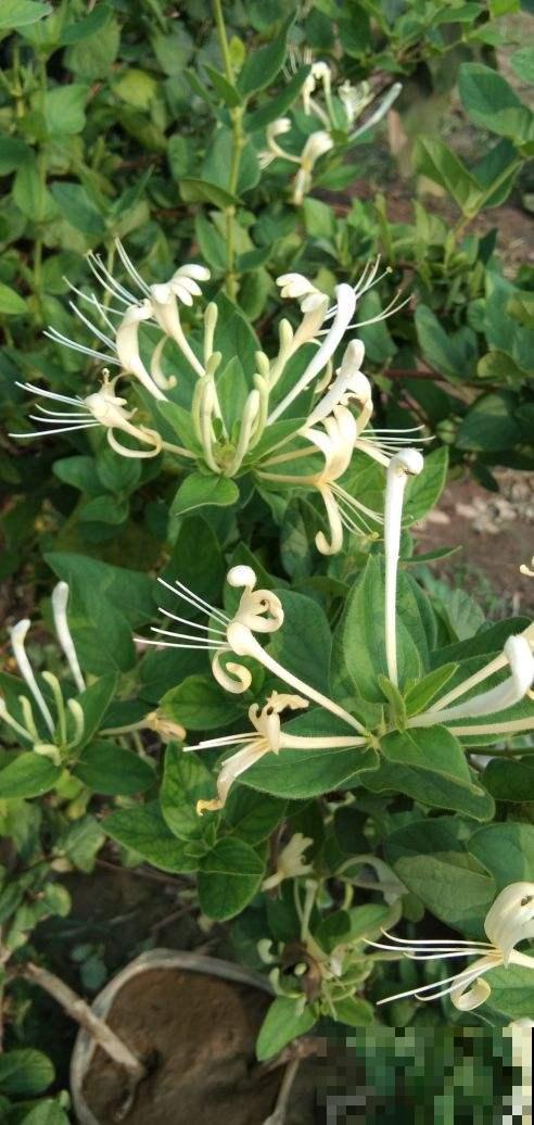 种花最养人，花期长、花量大，还能泡茶喝