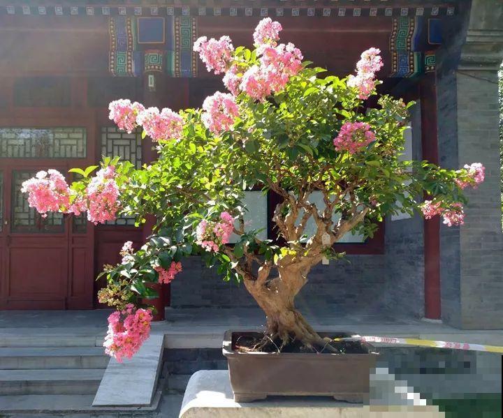 家里有这10种花，多修剪少浇水，能养成高价盆景！