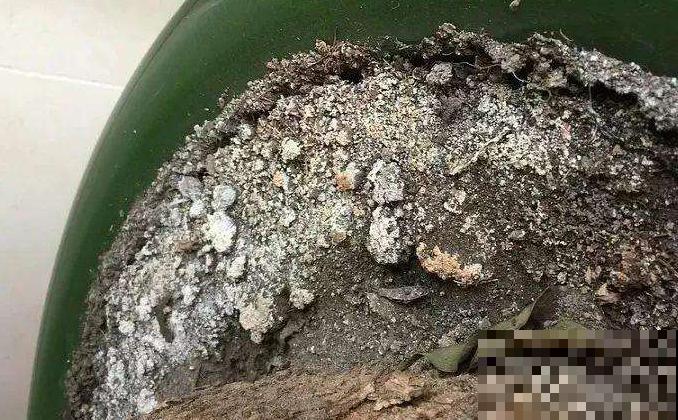 土壤表面总是发白，难道长毛了？其实是它在捣鬼！