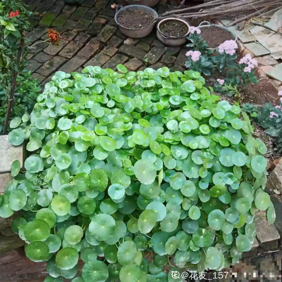 最适合懒人养的花，不浇水照样长，切一刀，2个月就能冒小球！