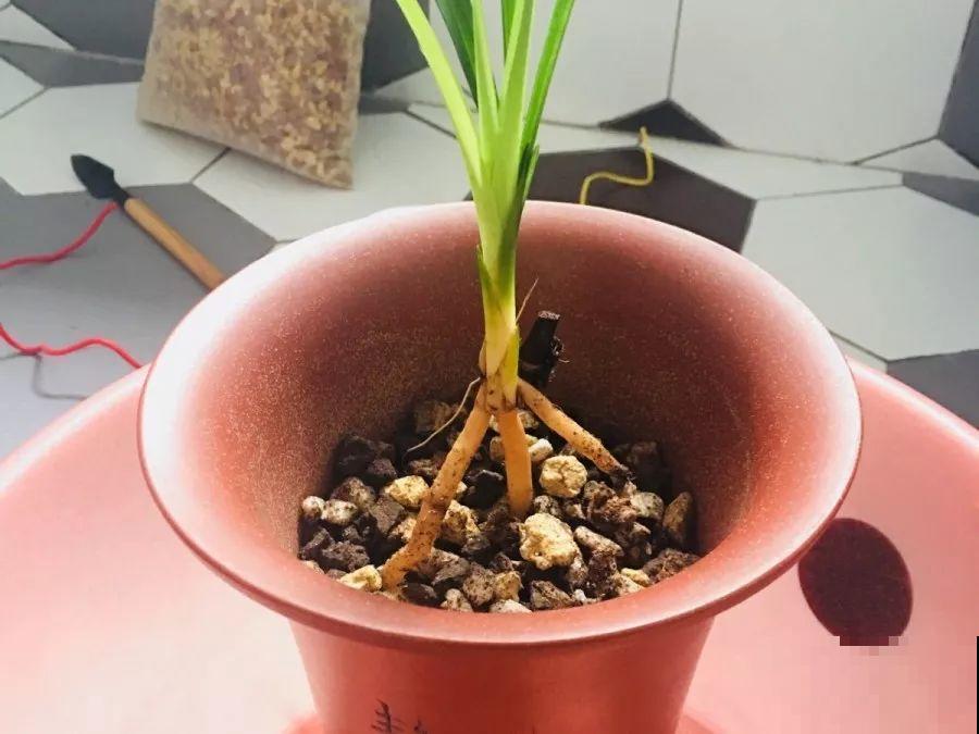 换盆时间到了，家里有这花，换完就窜新芽！