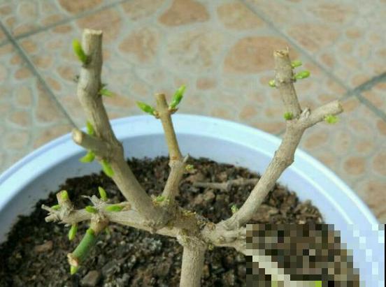 家里养茉莉花，什么时候换盆和修剪，才能长得郁郁葱葱？
