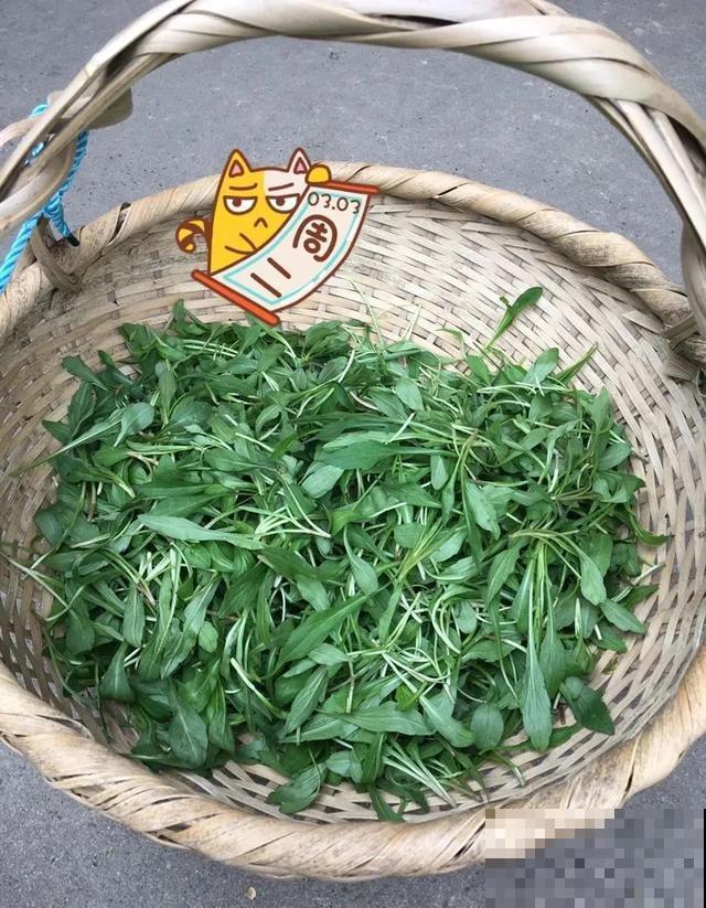 春天野菜赛黄金，教你2种做法，好吃又养生！