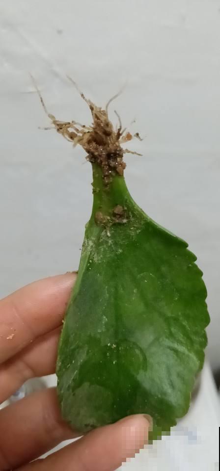 这花太好活，撸把叶子撒土里，3天生根，7天长芽