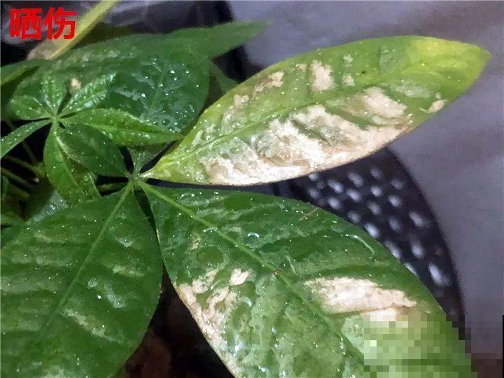 花变成这样，立马剪撒点粉，否则撑不过7天！