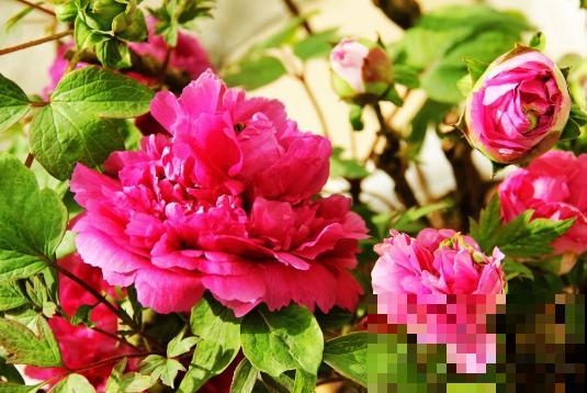 春天买花，见到这4种不要买，养不活还浪费钱！