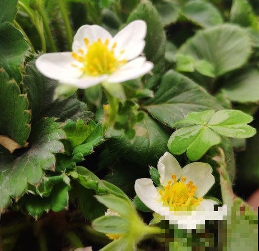10种水果开花图，你可能一个都没见过！