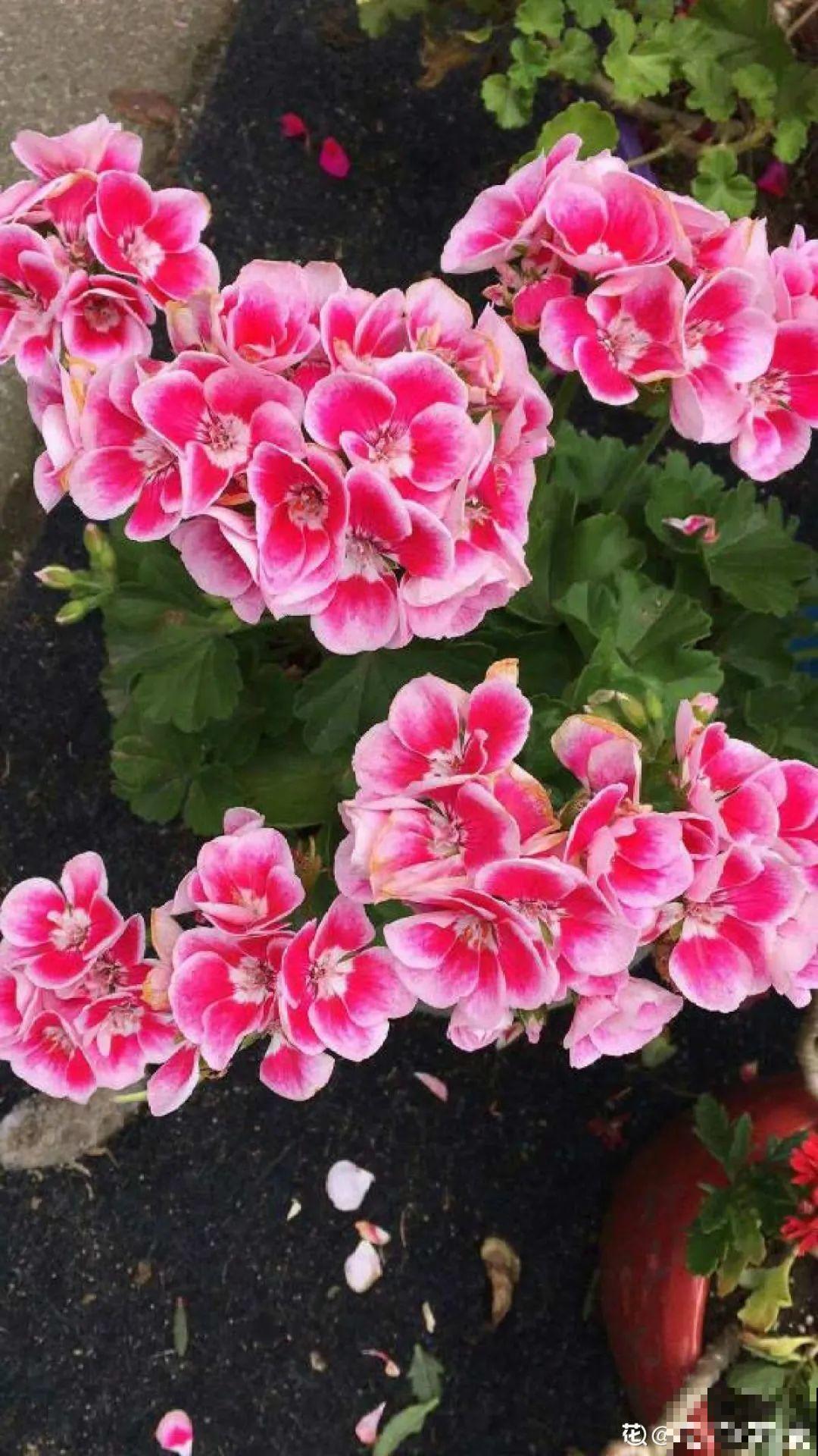 春天养花就选玛格丽塔，花期长、花量大，爆满小阳台！