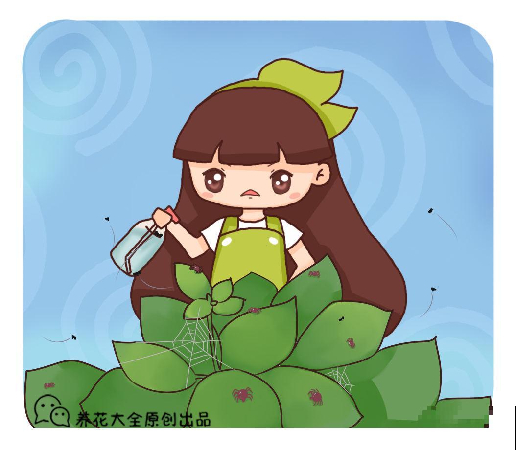 小黑飞真让人头疼，花盆里浇点它，虫子少一半