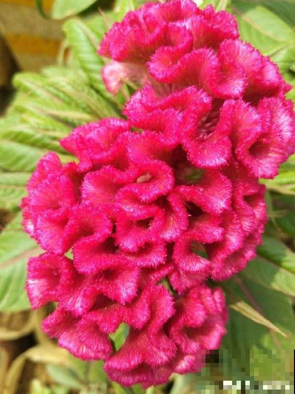 这2种花长在院子里的花，都是小时候的记忆，现在花盆里也能养