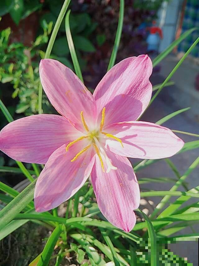 这花不怕晒也不怕雨，只要种土里，蹭噌开花，特好养