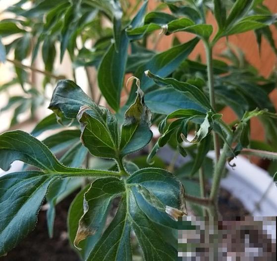 根系壮才能开花旺，学会这几招壮根术，你家花就能开到巴掌大！