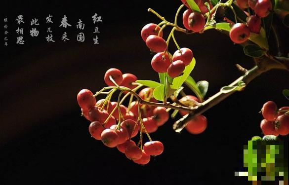 情人节不只有玫瑰，在我们中国古代，这5种花才代表爱情！