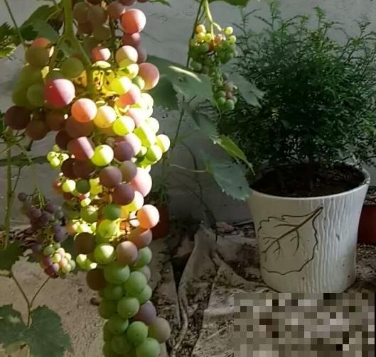 浇不死的植物居然是葡萄，7天灌桶水，呼呼直疯长！