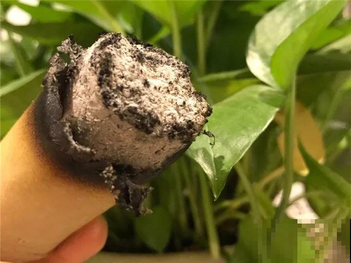 冬天不方便换盆？那就撒把这种肥，长得壮还能防烂根！