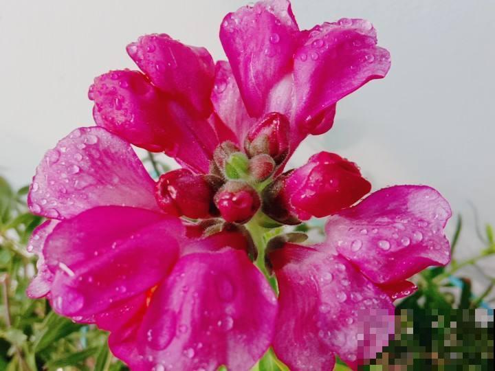 在家闷着，不如给花拍照，“5个”拍花小技巧，照片称霸朋友圈