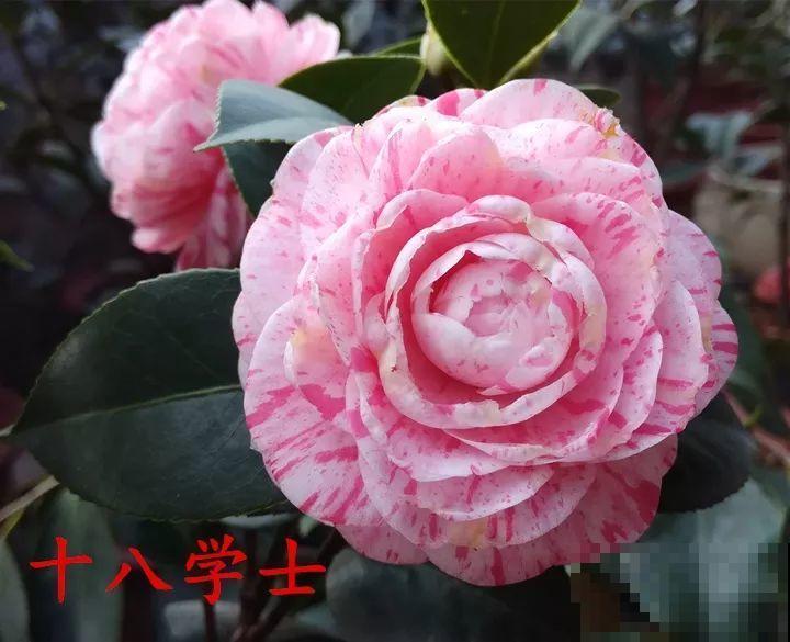 冬天必养的花，竟然有30个品种，最稀罕的是这个颜色！