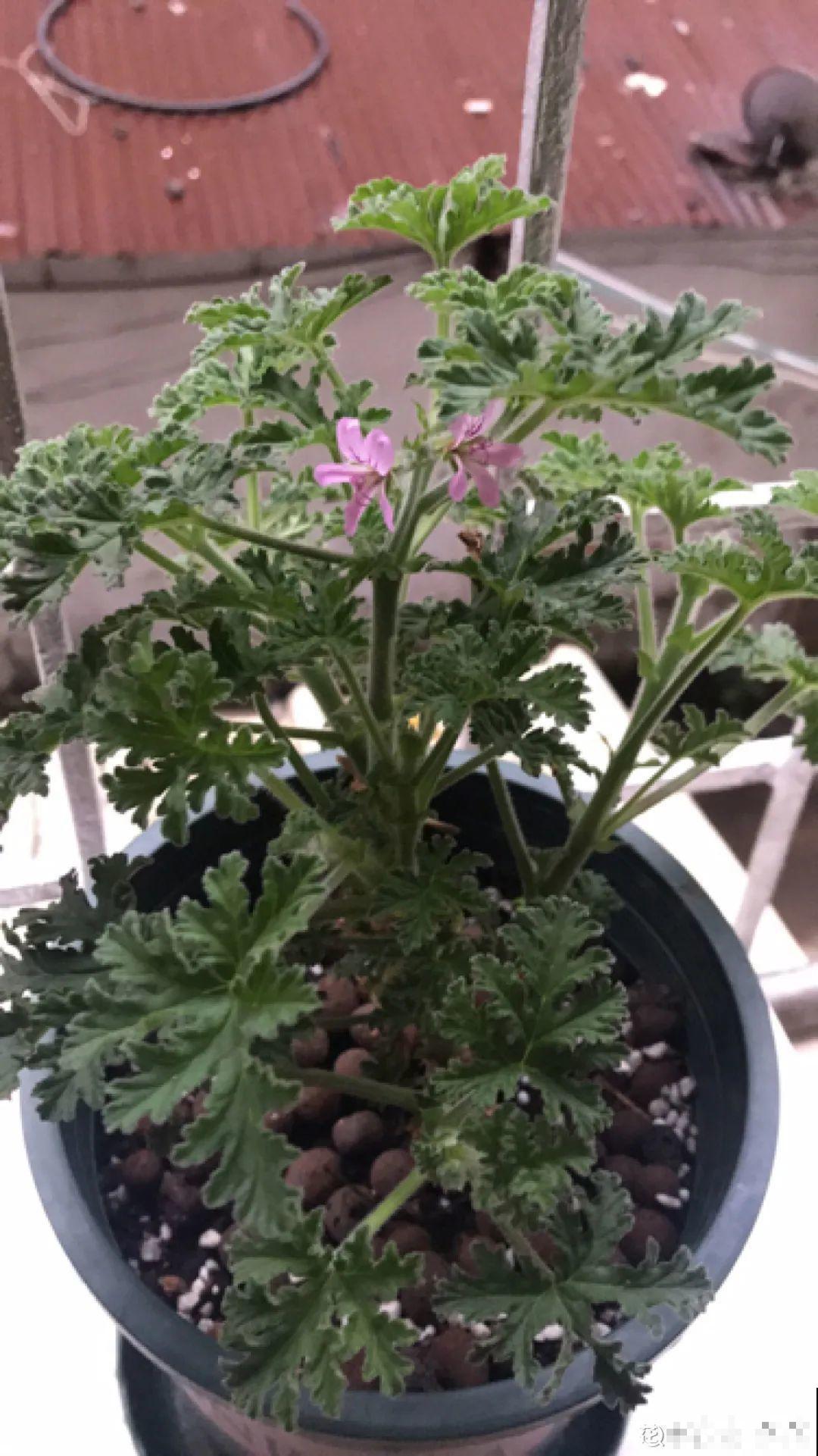 6种吃虫子的花，家里养1盆，虫子都被吓跑了！