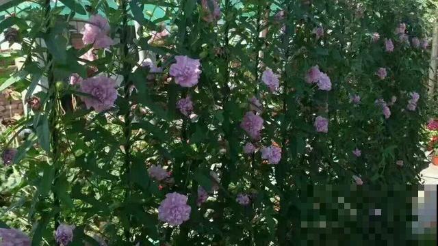 太阳花种子撒一把，能开满阳台，一年四季死不了！