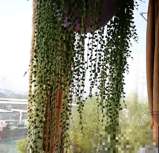 6种花适合吊起来养，挂在窗前，比窗帘还好看！