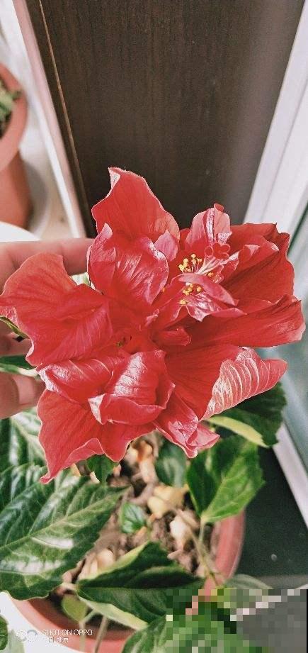 她家扶桑花冬天也能开满屋，原来是按照这法子养的，好厉害！