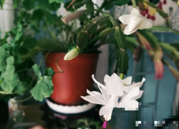 家里这花太神奇，开花后会变颜色，跟颜料染过似的！