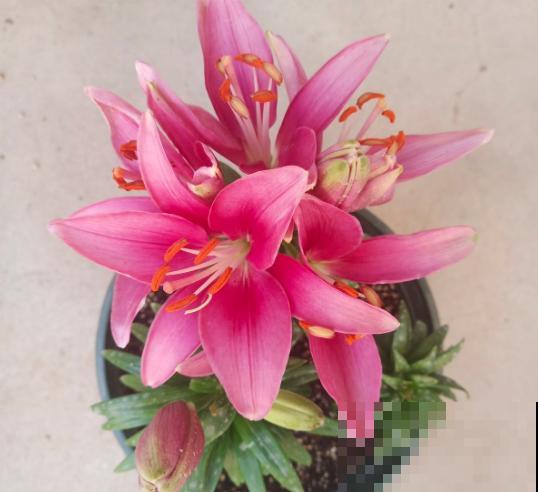 百合花的最佳种植时间到了，挑个好球埋土里，2个月就开花！