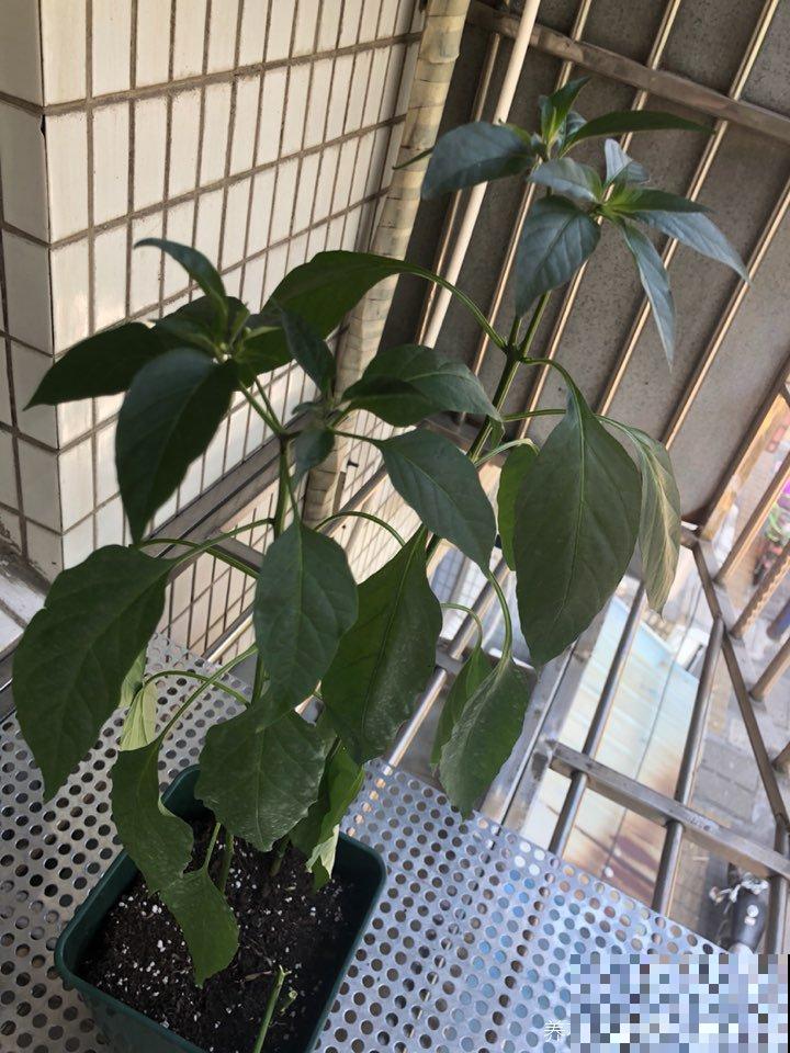 “3种菜”养在阳台，半个月长一茬，掐下一把就能炒菜