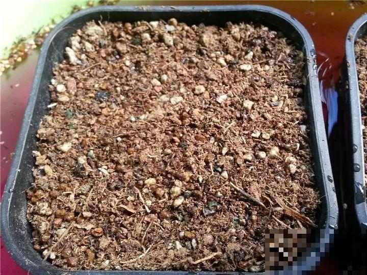 路边看见这玩意，赶紧捡回家养花，比买的植料还好用！