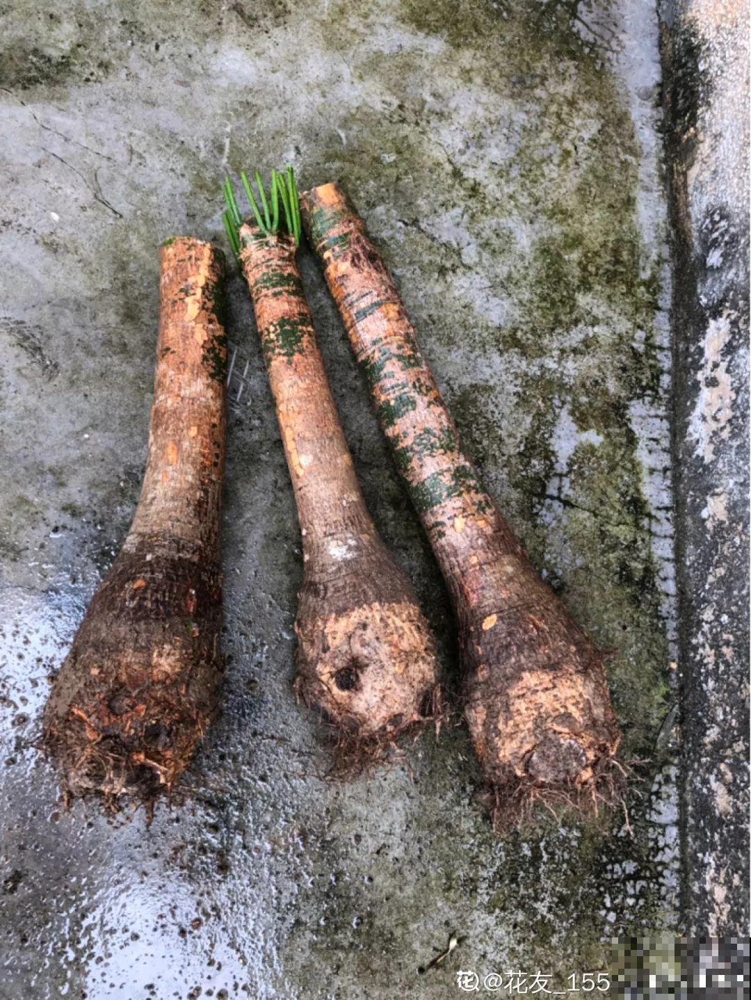 这花冬天最难养，砍1刀不浇水，反而越来越疯长！