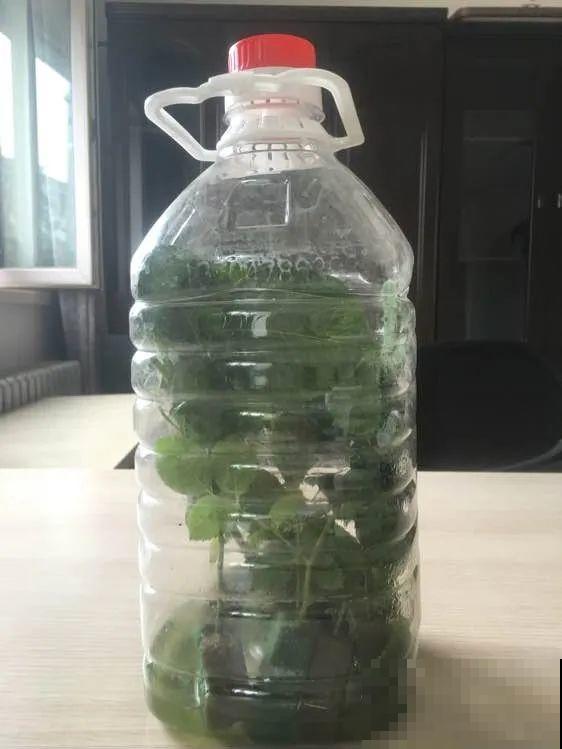 春天扦插，就教你一招不用花盆，一个比一个长得好！