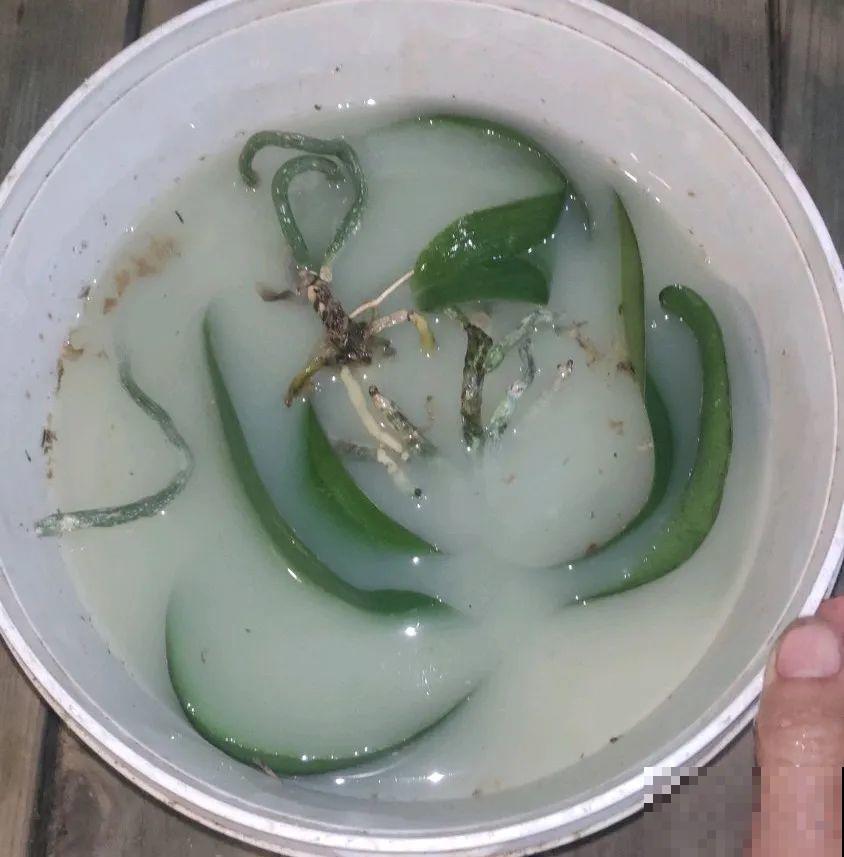 长寿花喷点它，很快复花，一茬接一茬的开！