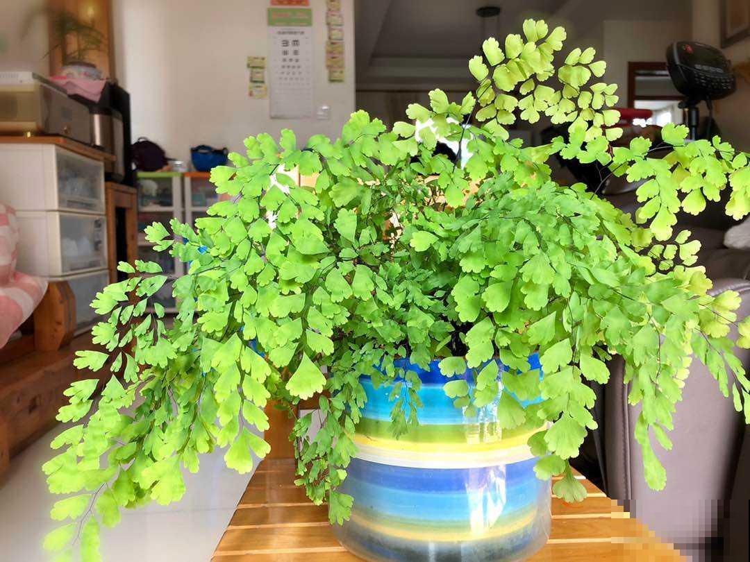 三种花是“水桶”，一天一瓢水，半月呼呼爆盆