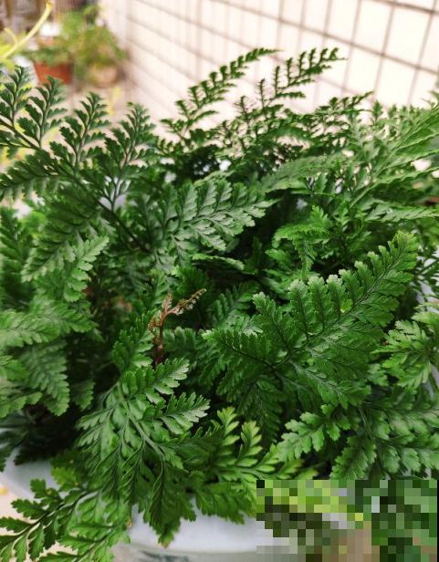 蕨类植物好看又好养，家里就能养，美貌堪比装饰品！