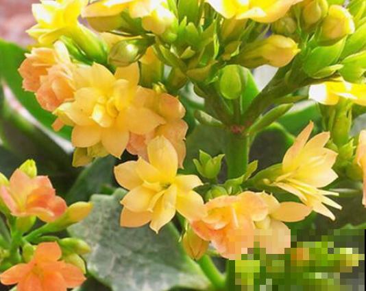 扦插最好活的花，枝条沾土就生根，不出俩月准爆盆！