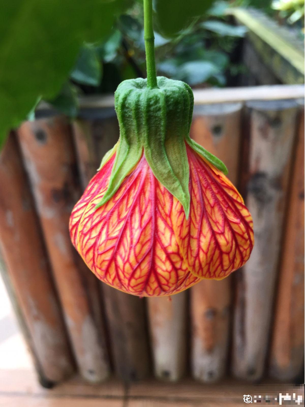 日这花开花像小铃铛，一年能开5个月，真“超长待机”