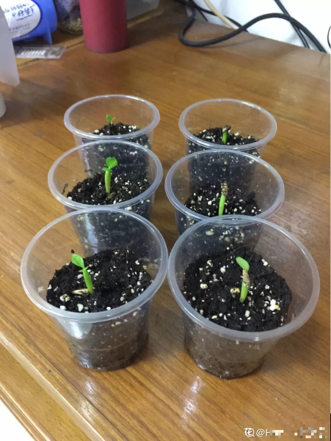 这花特好养，撒一把丢土里，冒出一堆新芽！