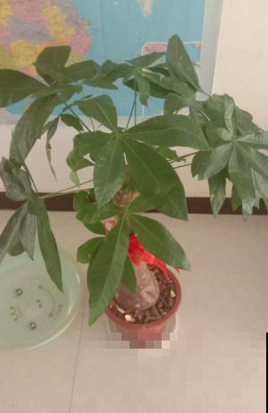用它来浇花，就跟加了营养液一样，自己门口就有！