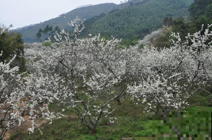 10种水果开花图，你可能一个都没见过！