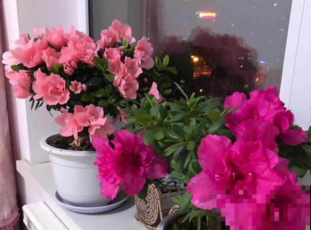 家里养杜鹃，一要湿、二要酸，叶子茂盛开花艳！