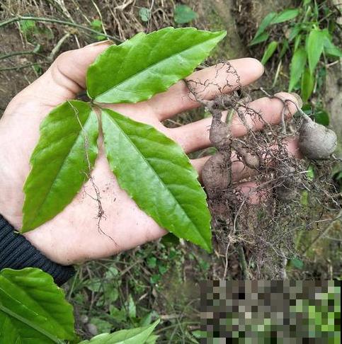 屋后发现一大丛野草，原来叫这名，还能在家种！