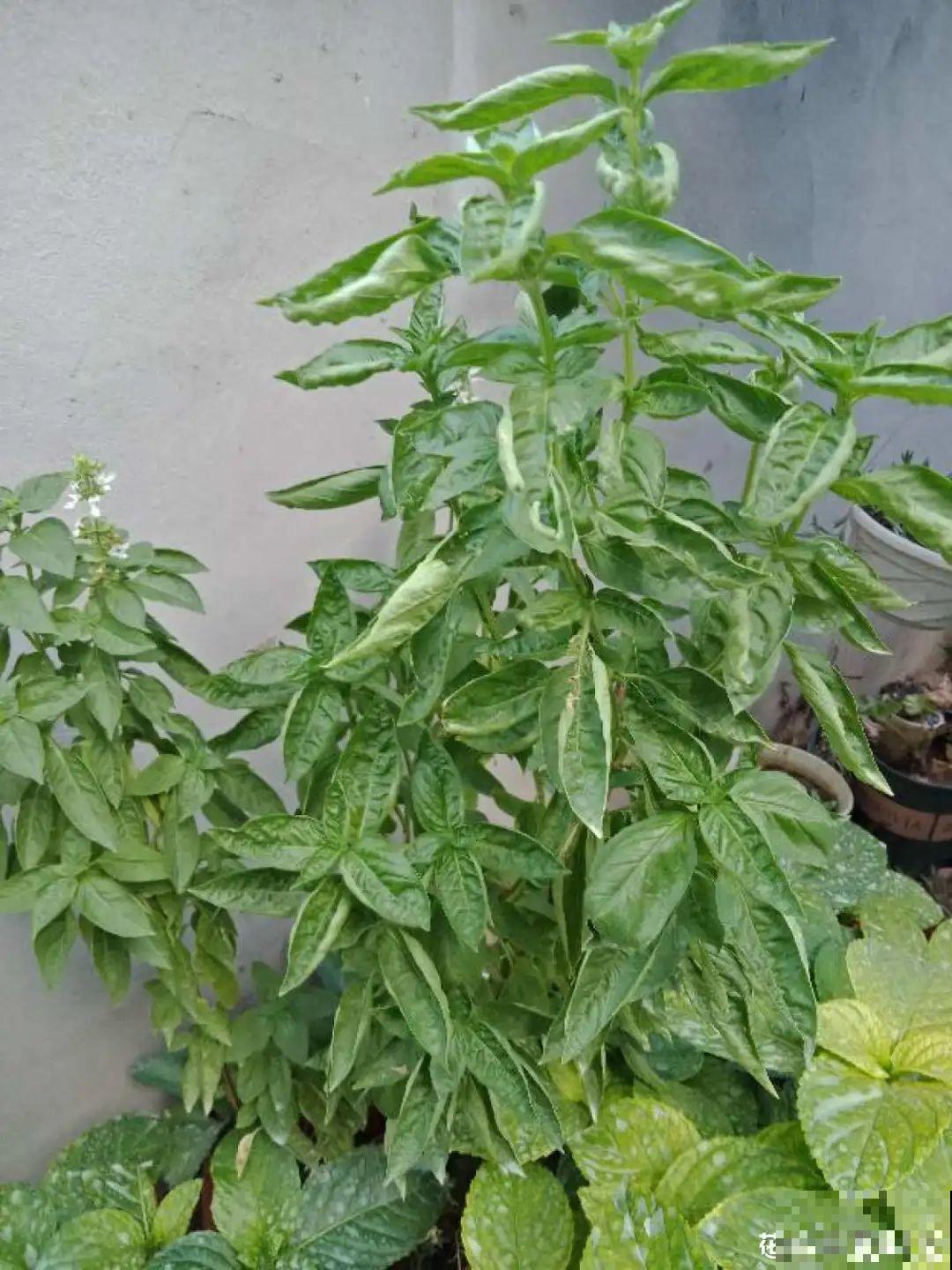 自带香味还能泡水喝的6种花，阳台养一盆，堪比小药箱！