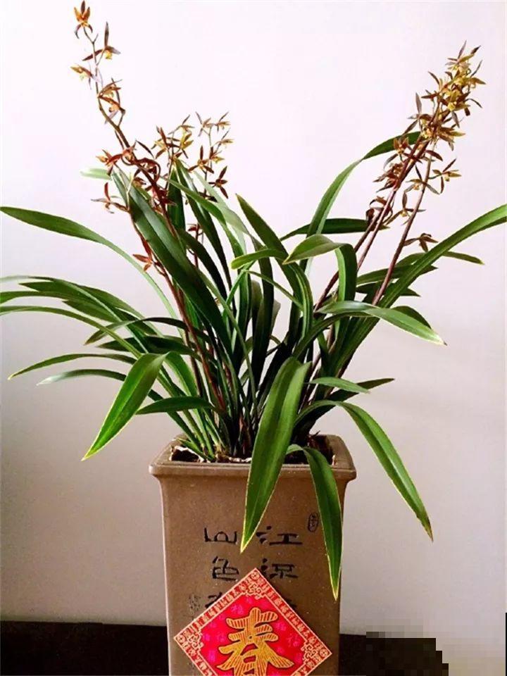 10种名贵兰花，春节养最美，花一开满屋子香气！