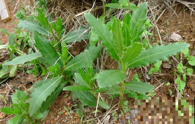 农村人最爱的一种“野花”，摘下直接煮水喝，对人身体好！
