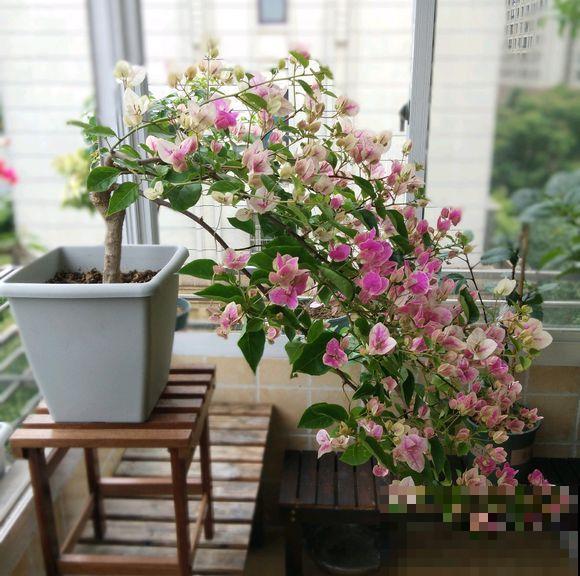 三角梅拉根枝条捆一捆，普货立马变精品，价值翻倍！