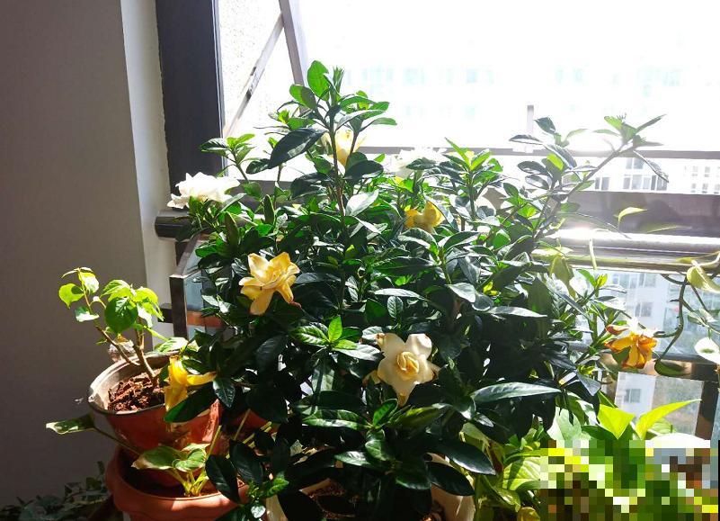 家里这花太神奇，开花后会变颜色，跟颜料染过似的！